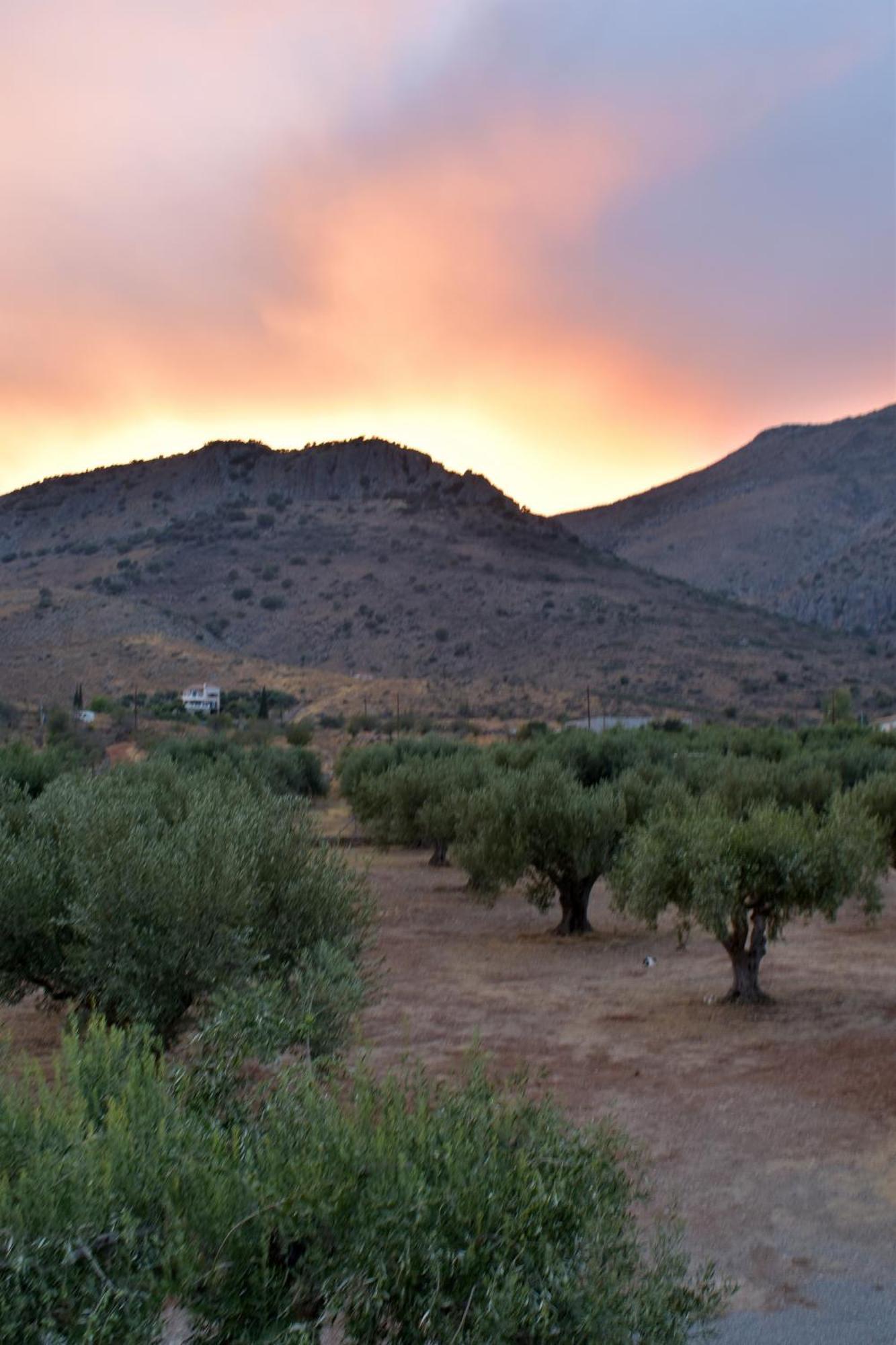 Villa In The Olive Trees Γαλαξίδι Εξωτερικό φωτογραφία